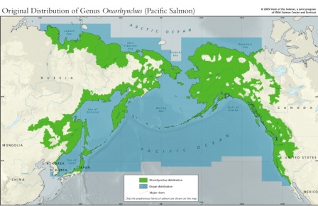 Рис. 1. Карта распространения тихоокеанских лососей р. Oncorhynchus в Северной части Тихого океана (с сайта www.inforain.org).  