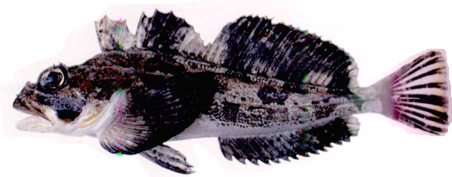 БЕЛОБРЮХИЙ ПОЛУЧЕШУЙНИК (Hemilepidotus jordani).